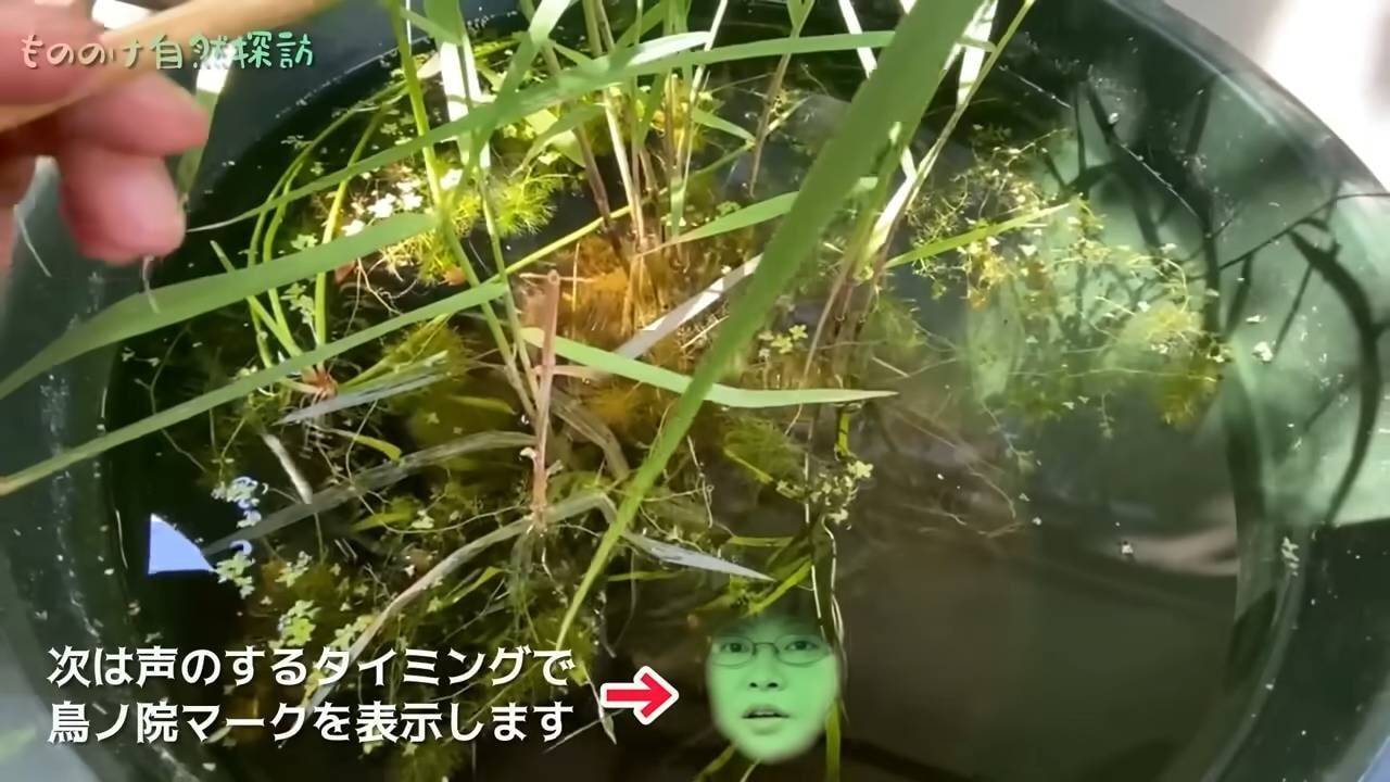 画像出典：YouTube（https://www.youtube.com/watch?v=TjfyIXUqUgM）