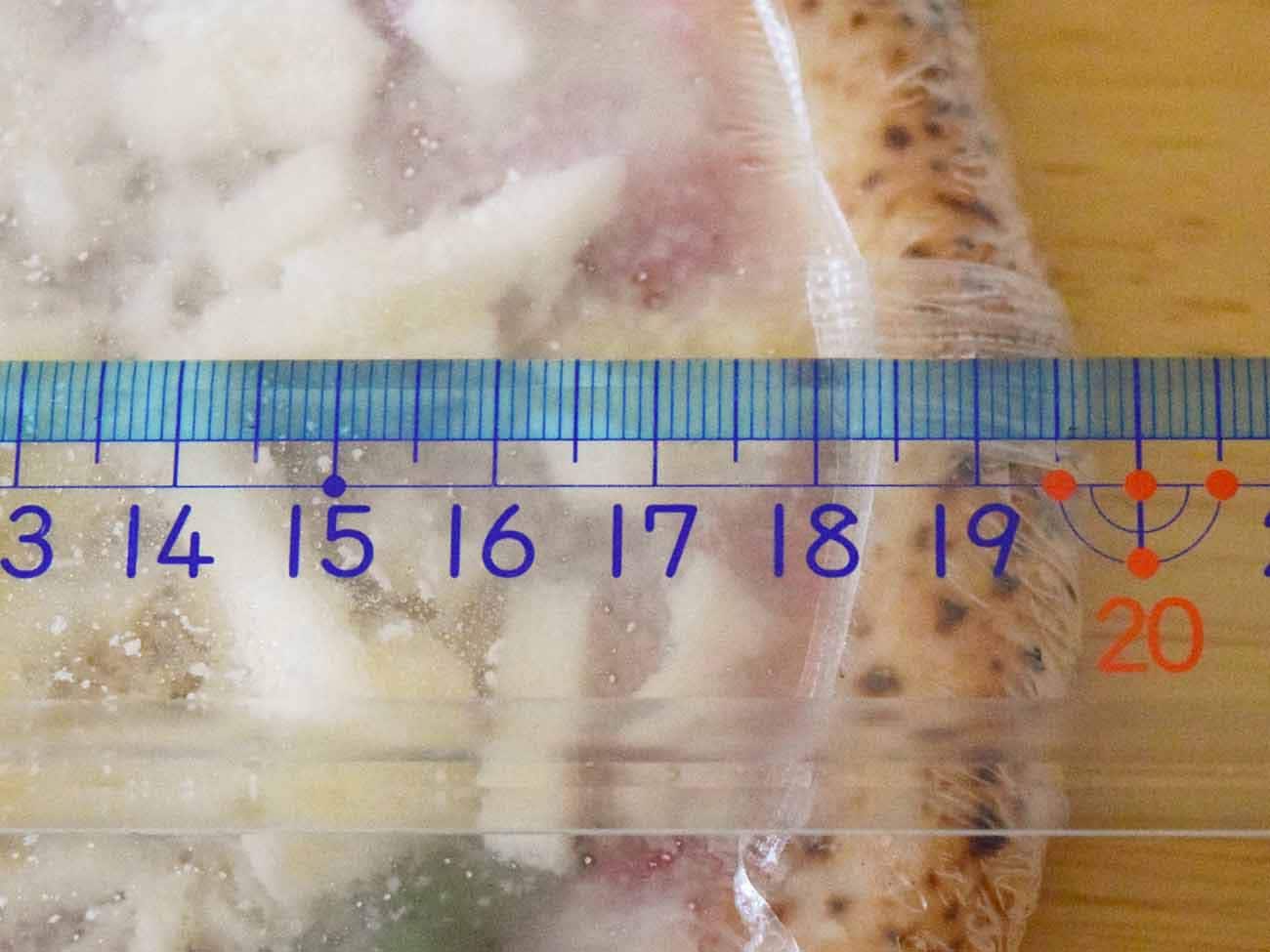 直径は約19cm
