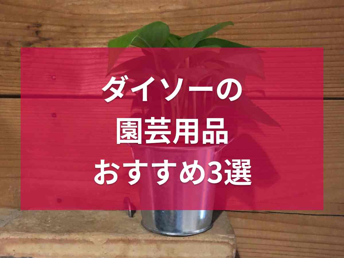 【100均】ダイソーの園芸用品・ガーデニンググッズ3選！初心者にもおすすめの栽培セットなど