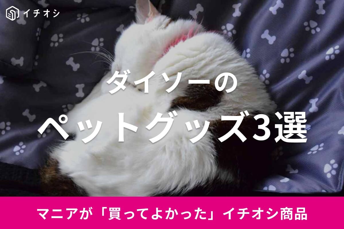 【ダイソー】買ってよかったペットグッズ3選！飼い猫が即気に入った冷感グッズも