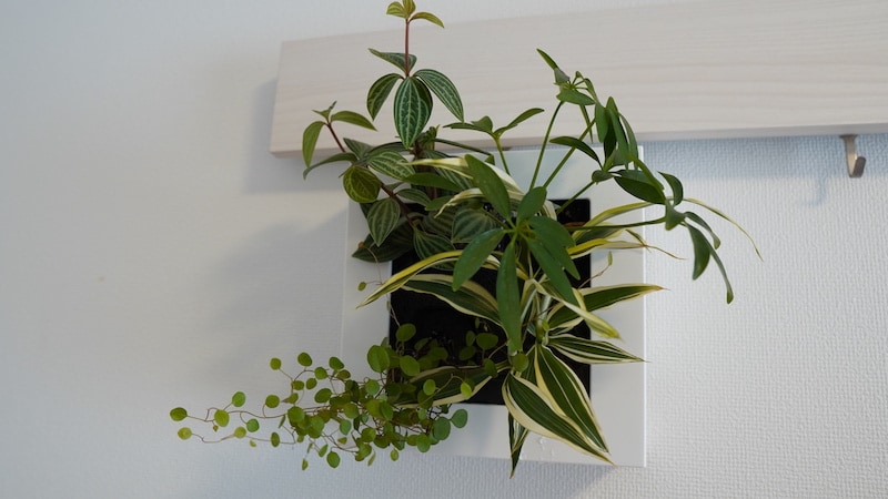 無印良品の「観葉植物」なら簡単に部屋がおしゃれに！