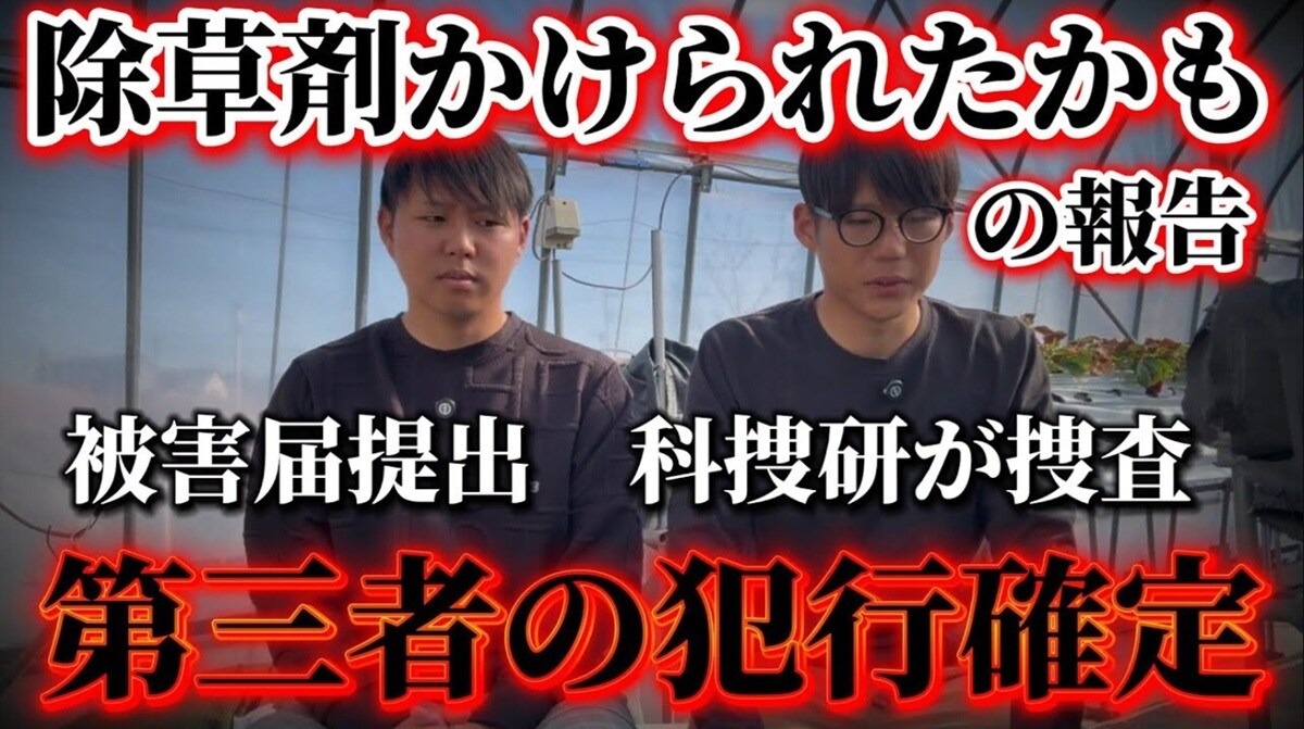 いちご農園で不明薬剤の散布。被害額200万円以上か【話題のニュース3選】