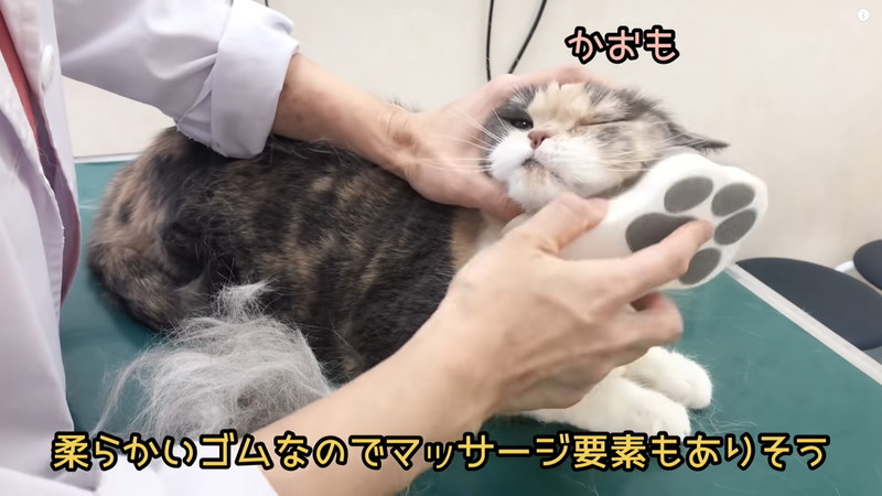 画像出典：YouTube/三ツ池動物病院チャンネルさん（https://www.youtube.com/watch?v=zPDTk7P_xjc）