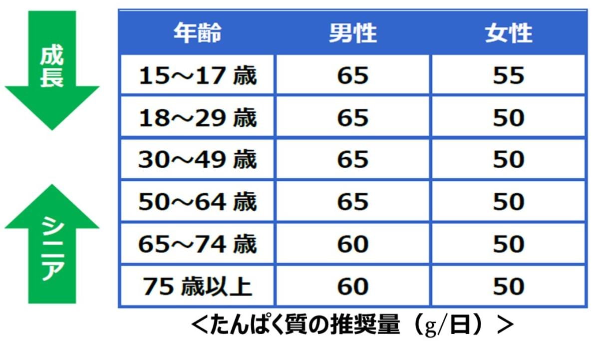 年代問わずたんぱく質の必要量は変わらないことを説明するグラフ