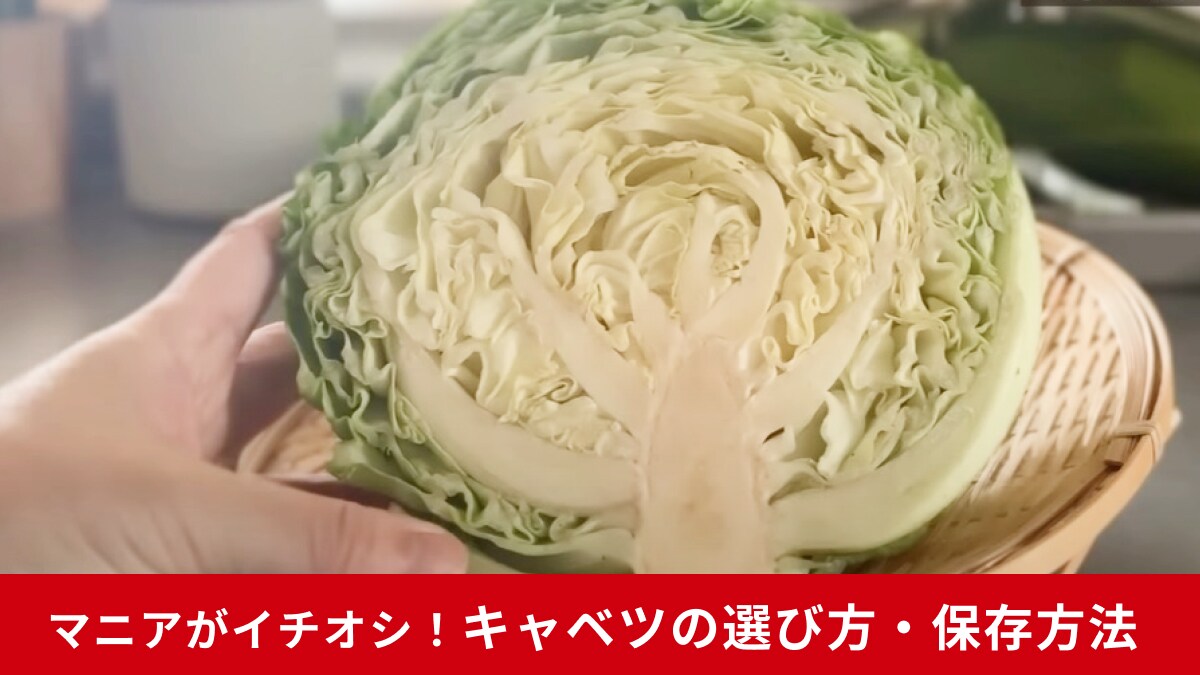野菜高騰の今知って損なし！「おいしいキャベツを見極める」方法とは？今日すぐ試せるノウハウ術