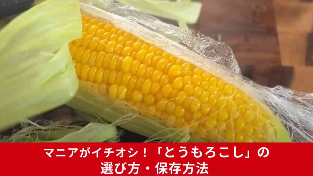 おいしいとうもろこしの選び方