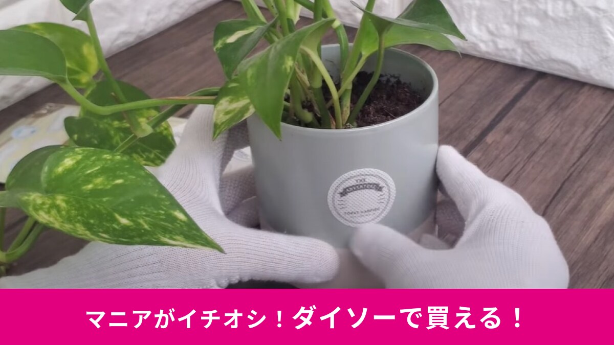 【ダイソー】「虫よけネームステッカー」は24枚で110円でコスパ◎ガーデニングもおしゃれに防虫