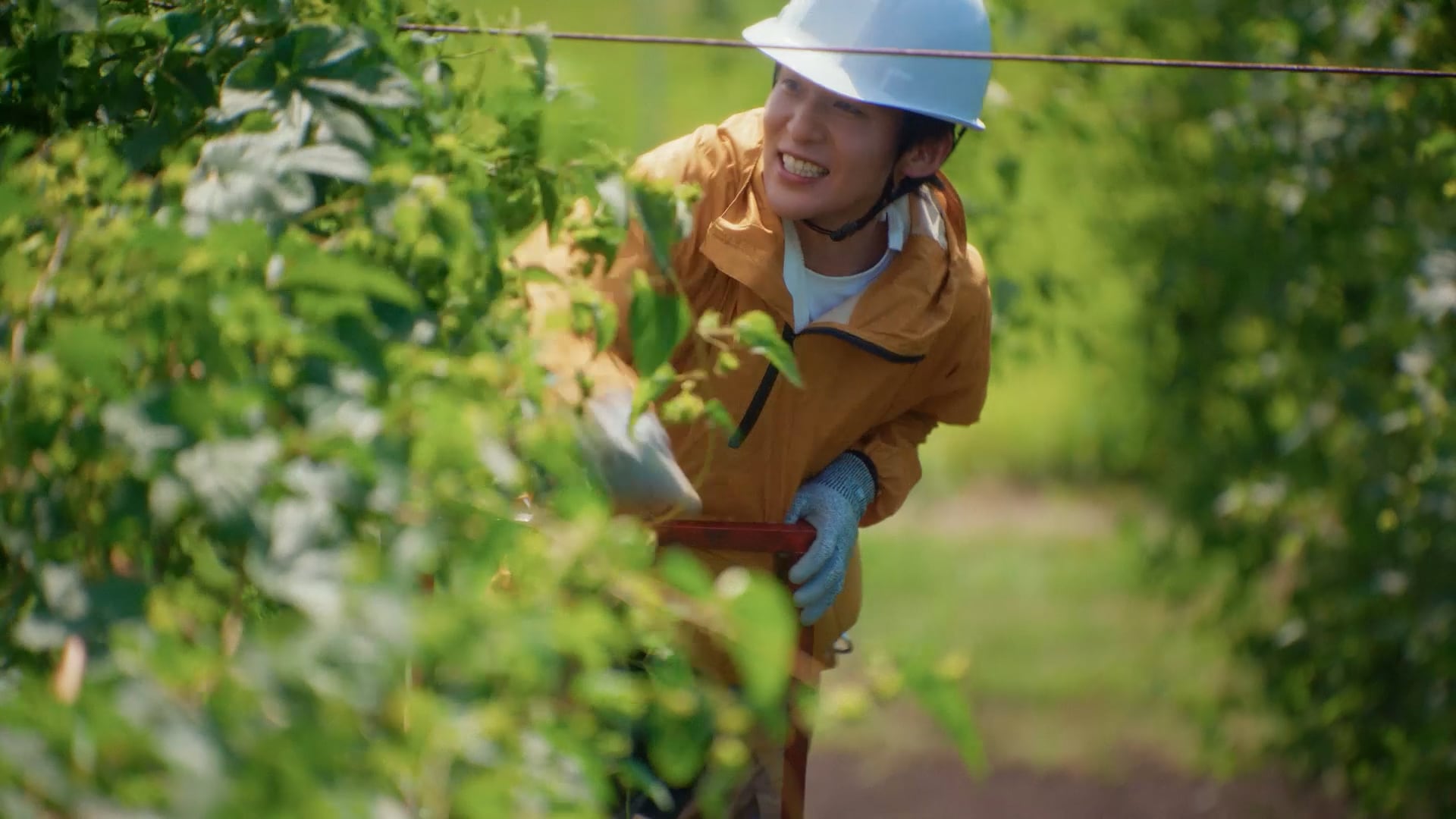 画像出典：「キリンビール 晴れ風」 新TVCM「晴、風、土。」収穫篇