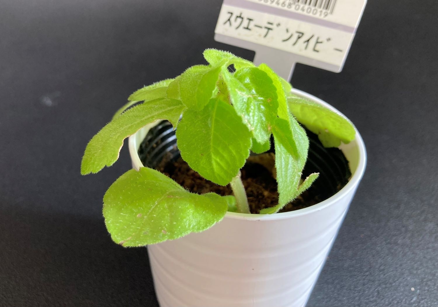 見つけたら即買い推奨! レアな観葉植物「スウェーデンアイビー」