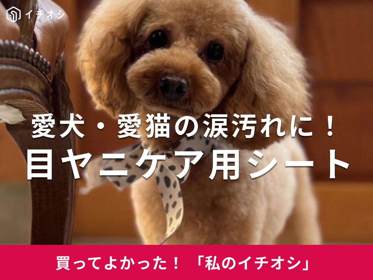 愛犬・愛猫の目元ケア用品「目ヤニ・イヤーシート」は日本製！トイプードル・はなちゃんの飼い主さんも安心♪(20代女性)