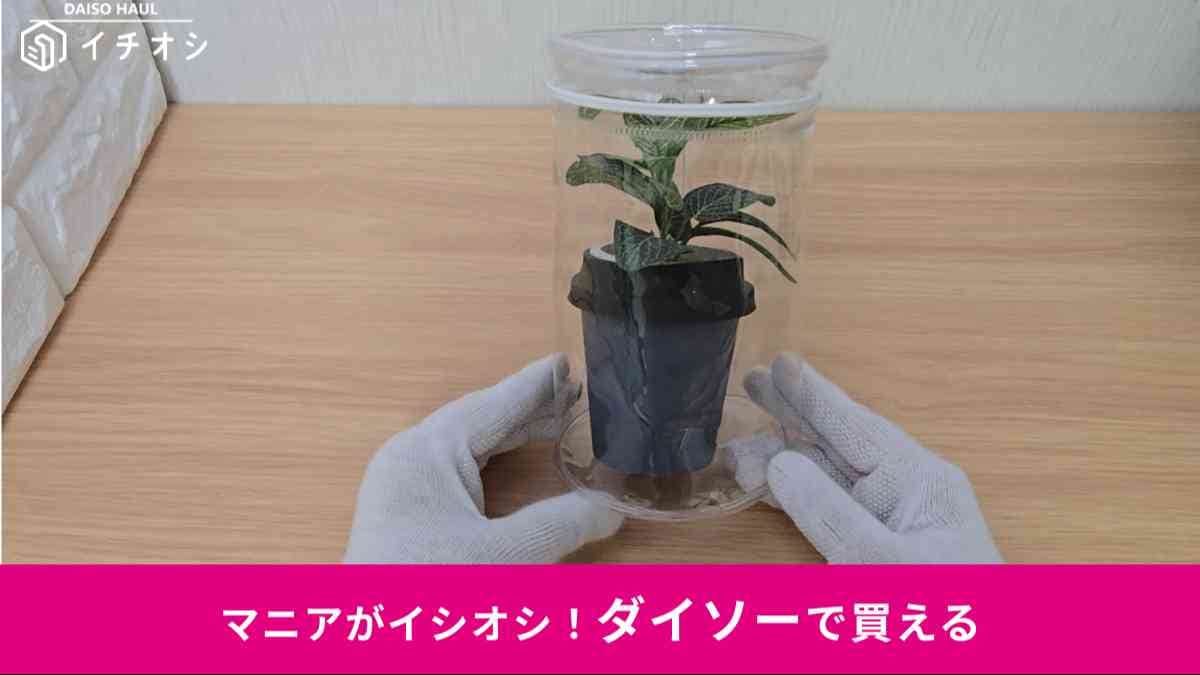 ダイソー┃BIGクリア円筒ポーチ