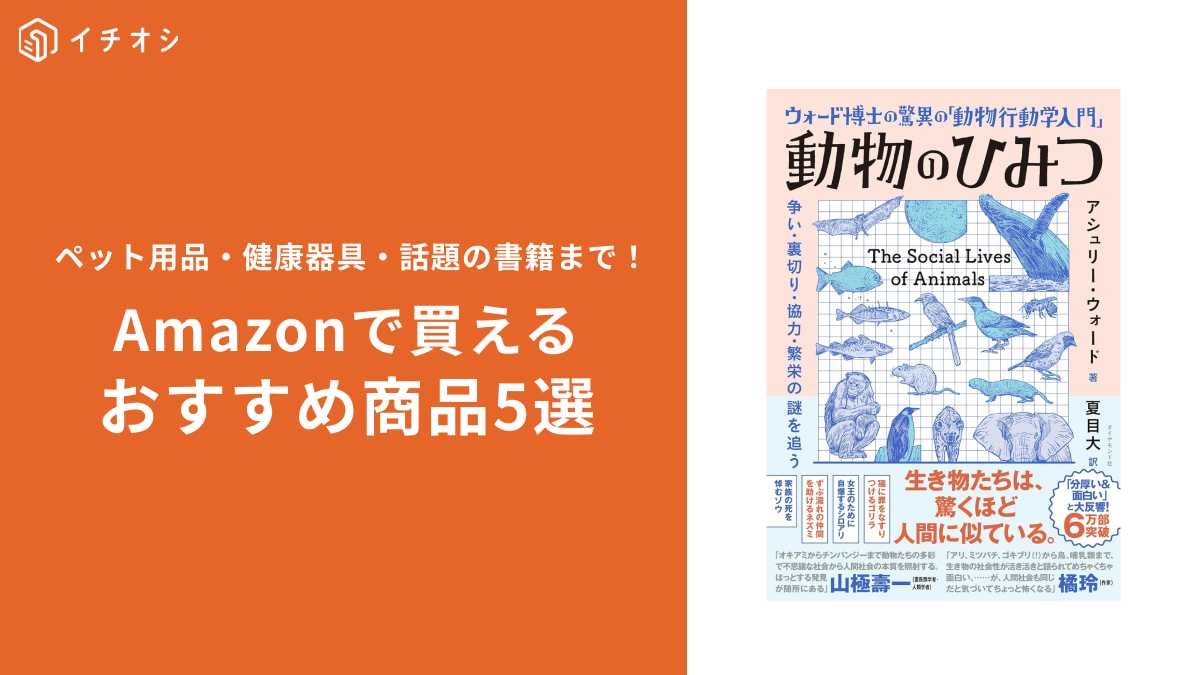 Amazonで買える「おすすめ商品」5選！お得に買うコツも紹介