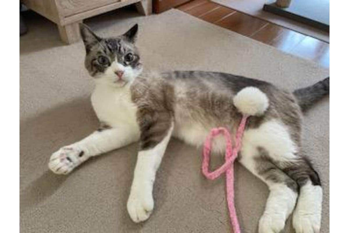 【買ってよかった】愛猫の運動不足解消に◎キャティーマン「じゃれ猫 尾ながオドリ」レビュー