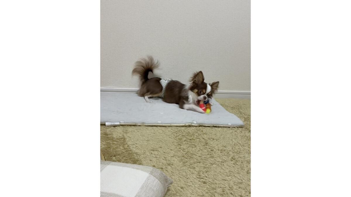 【愛犬の歯磨き】遊びながらケアできる「ハーツ デンタルトイ」はコスパ最強おもちゃ！