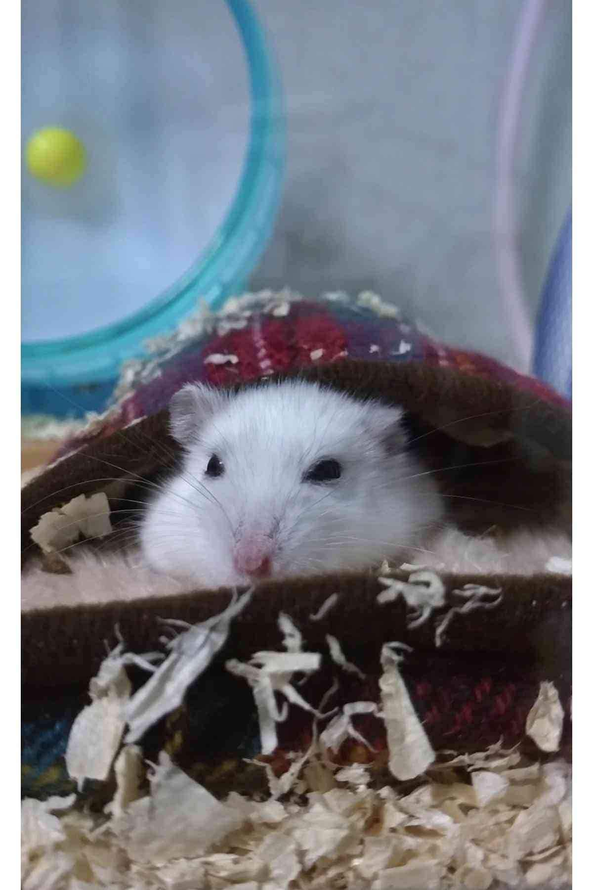 �ϥॹ������̤��̤��߻��١������͡ץҡ��������ݲ����̤����֤Υ��Ĥ�Ҳ𡪰����˻Ȥ�������������ϡ�