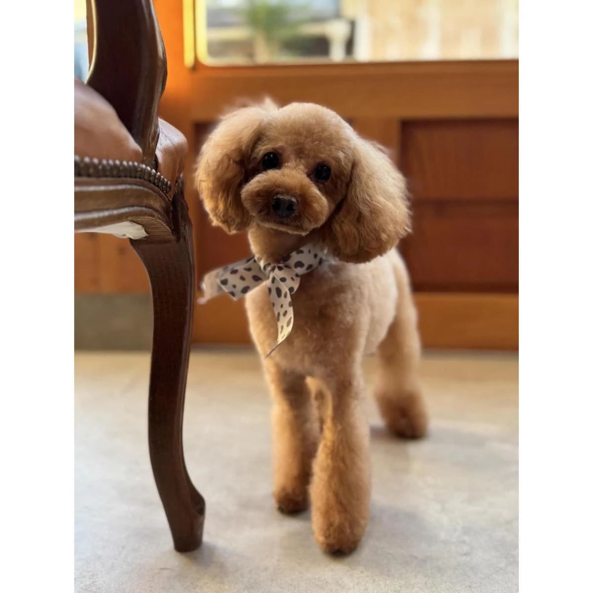 愛犬・愛猫の目元ケアに◎30枚入り「目ヤニ・イヤーシート」は低刺激だから安心して使える！