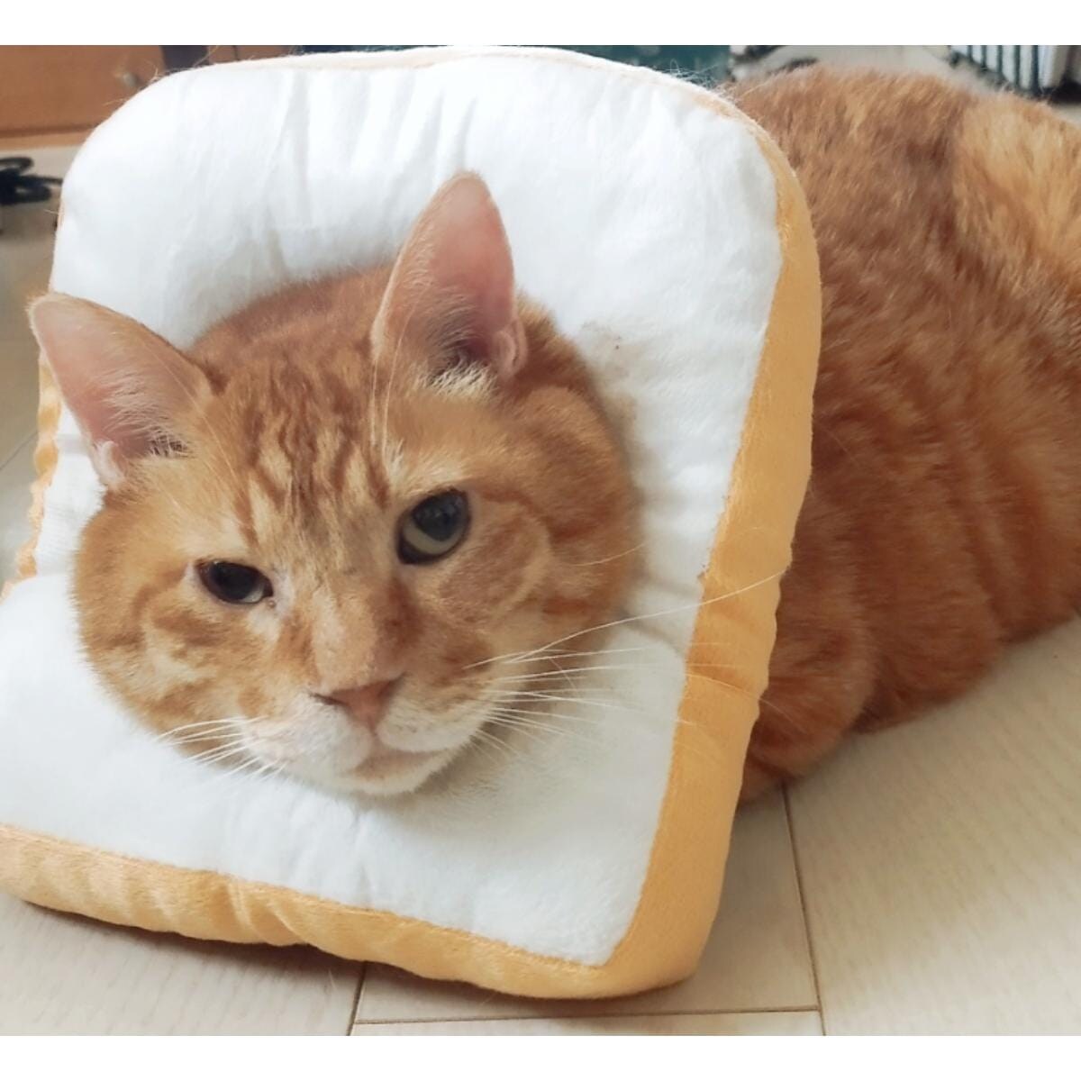 【おすすめペットグッズ】ふわふわで寝心地も抜群！「食パンエリザベスカラー」がかわいくて便利！