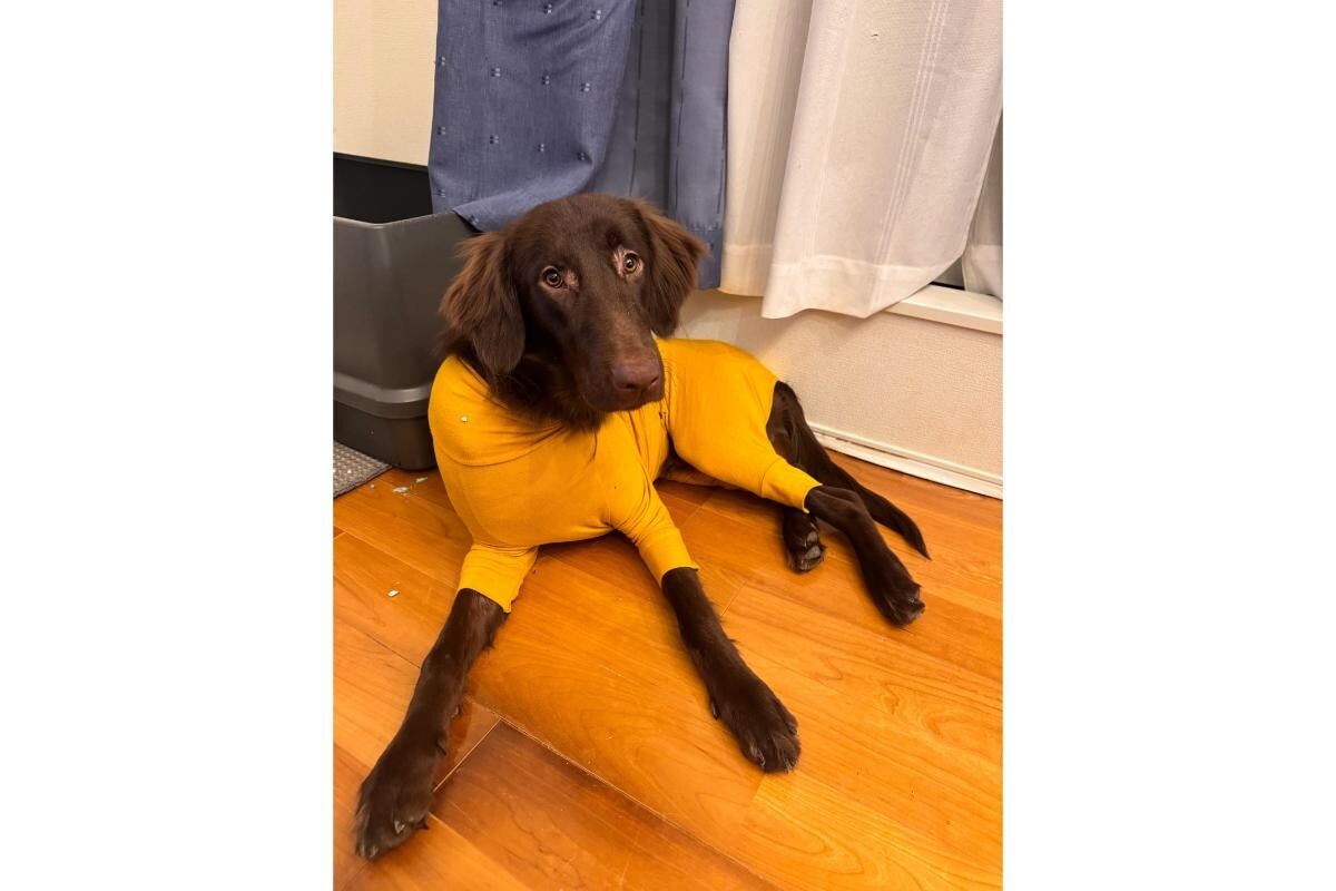 【おすすめペット用ウェア】愛犬の皮膚を守る！フィット感抜群の「スキンタイトスーツ」が超優秀！