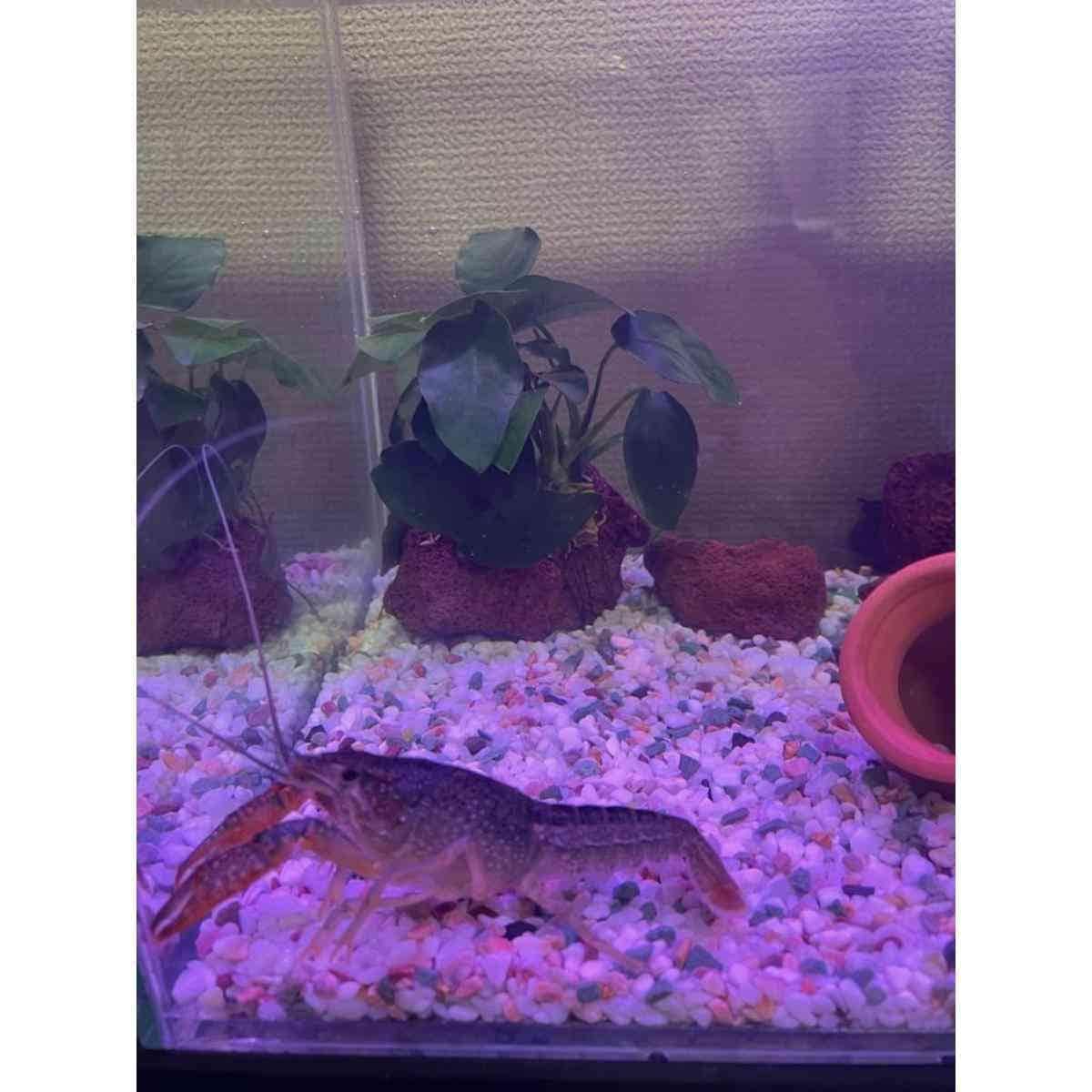 【おすすめペット用品】ザリガニ専用餌「アオザリンZ」食べるだけで青くなる！驚きの変化に感動！