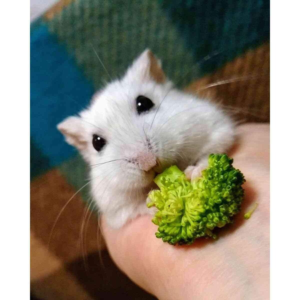 【ハムスターとの生活】「素焼きハウス どんぐり」レビュー！年中快適で顔出す姿もかわいい～！