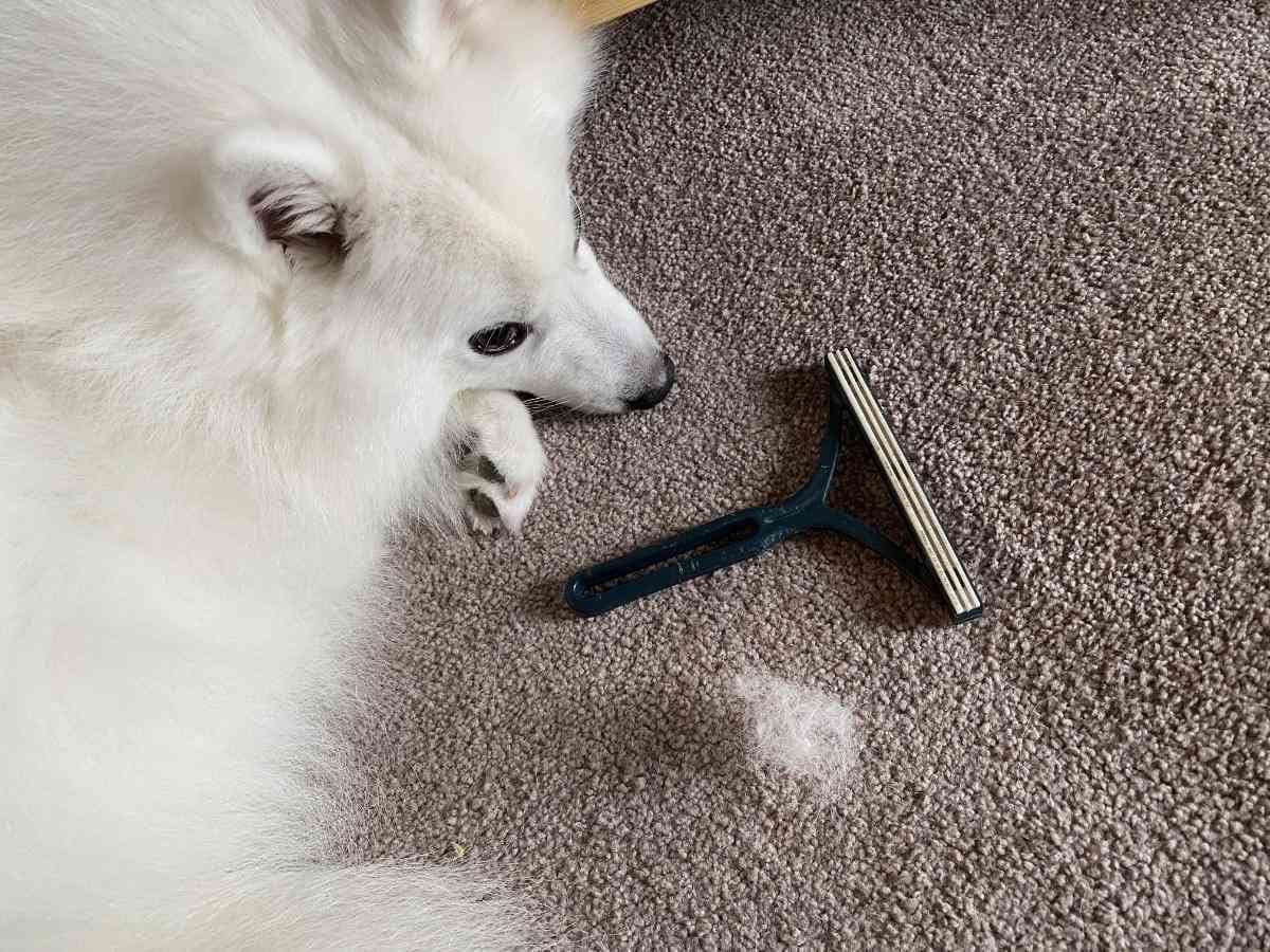 【これぞ”神”ペット用品！】粘着シート不要！ペットの抜け毛を根こそぎ掻き出すクリーナーをレビュー！