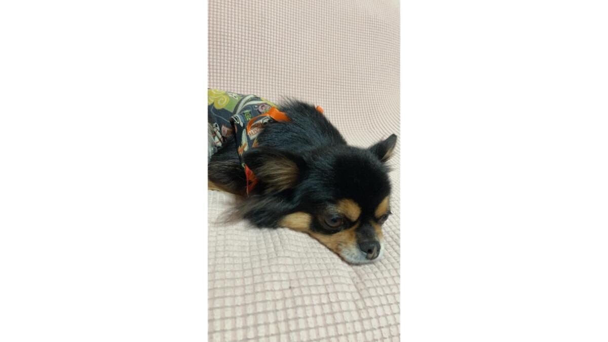 “気圧病”に悩む愛犬に◎ふりかけサプリ「カームワン」ならフードに混ぜるだけで健康ケア！