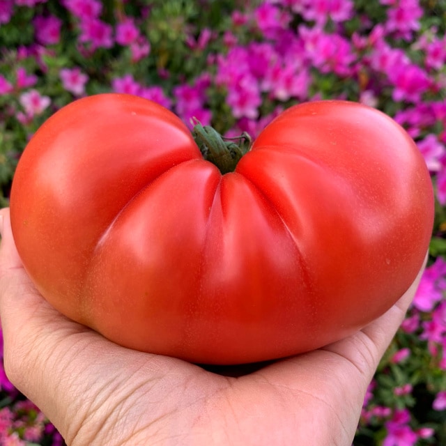 真の完熟トマトで作る無水トマト糀カレー