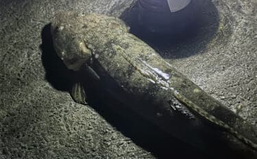 ダイソーの「クラブワーム」で良型マゴチをキャッチ【浜名湖】直リグに即ヒット！