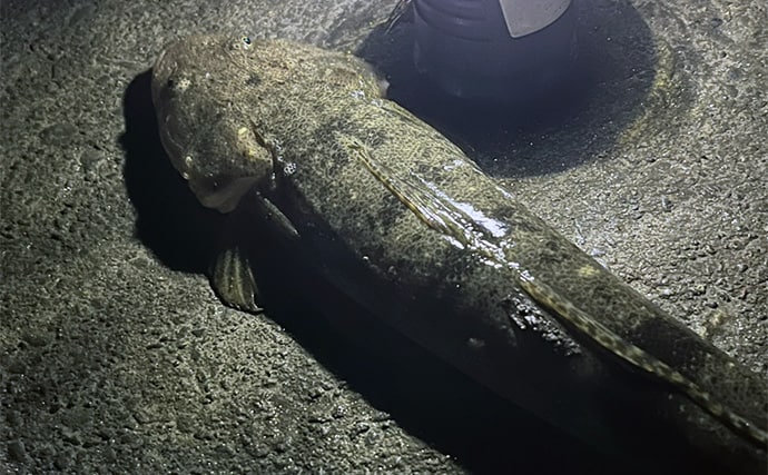 ダイソーの「クラブワーム」で良型マゴチをキャッチ【浜名湖】直リグに即ヒット!