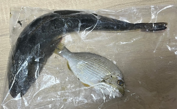 ダイソーの「クラブワーム」で良型マゴチをキャッチ【浜名湖】直リグに即ヒット!