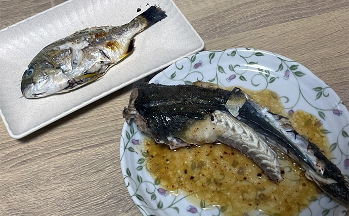 ダイソーの「クラブワーム」で良型マゴチをキャッチ【浜名湖】直リグに即ヒット!