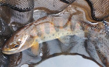 「待ちに待った渓流釣りが解禁！」 解禁直後の魚の動き方と攻略法を解説