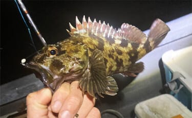 根掛かり恐れず攻めれば23cm良型カサゴと対面【三重】胴突き仕掛けにヒット