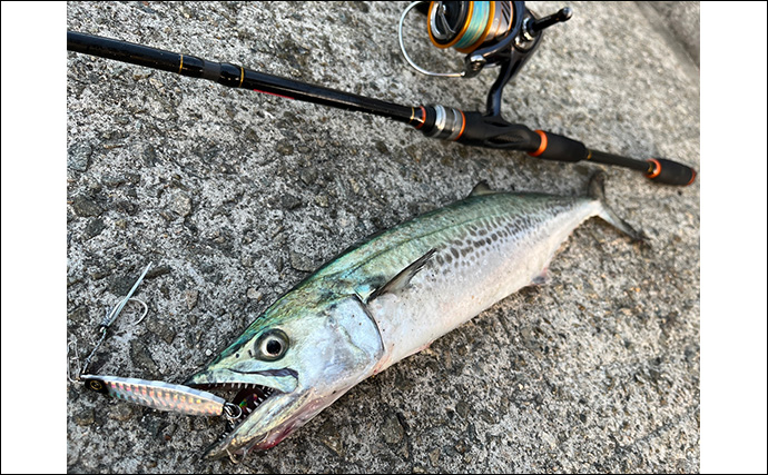 堤防でサゴシにワラサと青物が乱舞！【大阪湾】シーバスタックルでもキャッチ成功