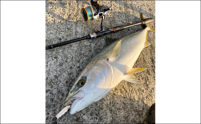 堤防でサゴシにワラサと青物が乱舞！【大阪湾】シーバスタックルでもキャッチ成功