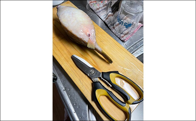 釣ったハコフグで作る「カットッポ」レシピ　毒がある皮の扱いに要注意