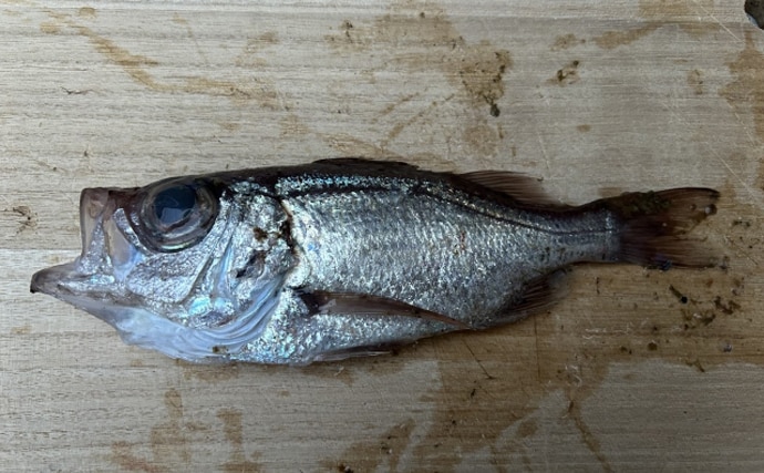 「メバルじゃないメバルに魚ですらないカサゴ」 呼ばれ方で勘違いされやすい生き物たち