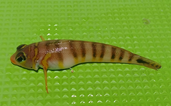 「メバルじゃないメバルに魚ですらないカサゴ」 呼ばれ方で勘違いされやすい生き物たち