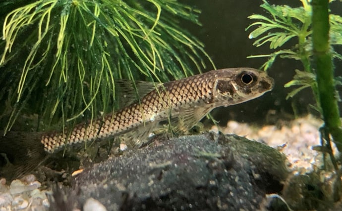 「メバルじゃないメバルに魚ですらないカサゴ」 呼ばれ方で勘違いされやすい生き物たち