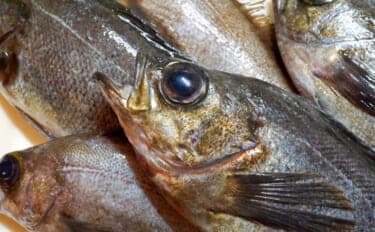 「メバルじゃないメバルに魚ですらないカサゴ」 呼ばれ方で勘違いされやすい生き物たち