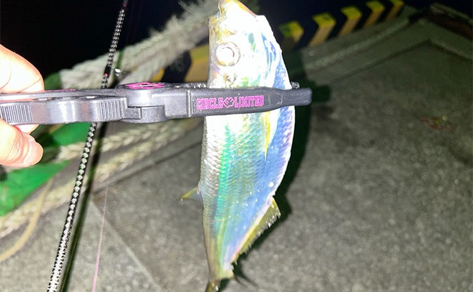 「秋だけどまだ釣れる！」上天草でのルアーフィッシングで有明ターポン連発【熊本】