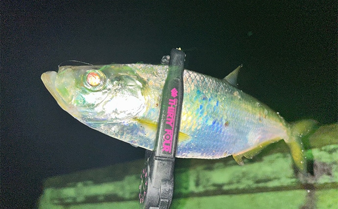 「秋だけどまだ釣れる！」上天草でのルアーフィッシングで有明ターポン連発【熊本】