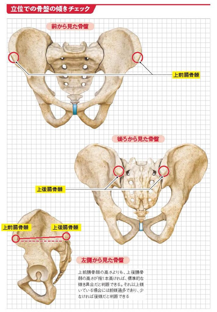 立位での骨盤の傾きチェック【スポーツ障害予防の教科書】