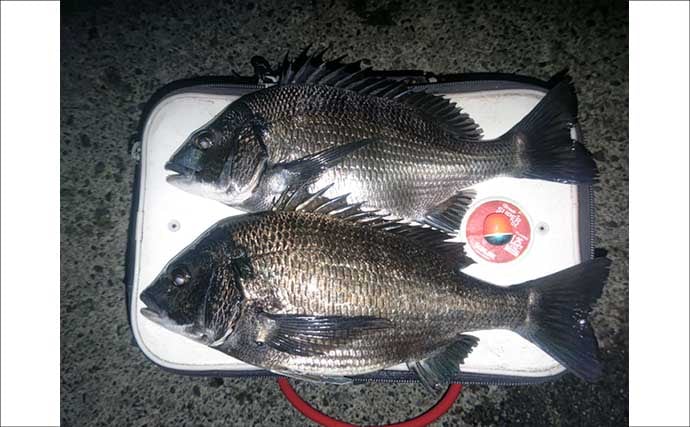 「自衛隊護岸」でのフカセ釣りでメジナにクロダイ【千葉】夕マヅメに良型連発