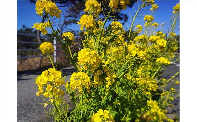 「自衛隊護岸」でのフカセ釣りでメジナにクロダイ【千葉】夕マヅメに良型連発