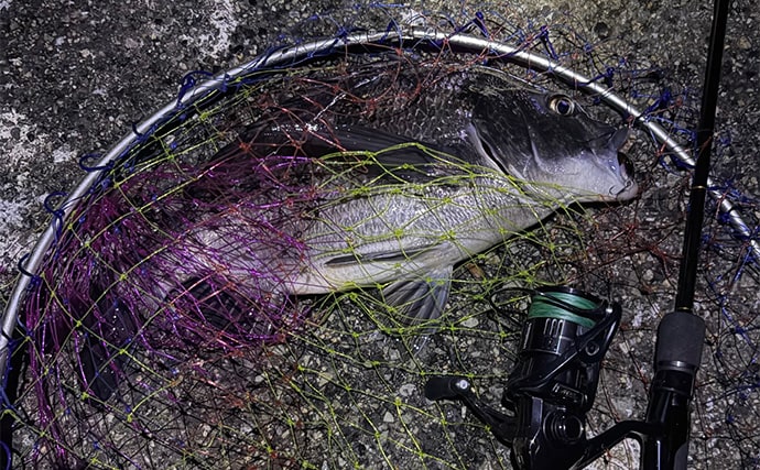 大阪湾メバリング釣行でチヌ（クロダイ）がフィーバー！　チニング入門に最適期か？