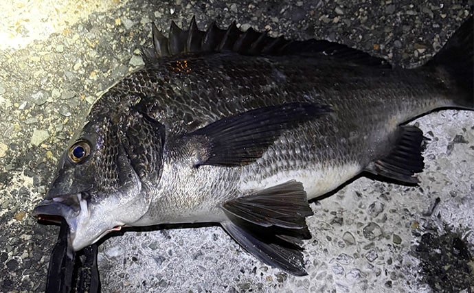 大阪湾メバリング釣行でチヌ（クロダイ）がフィーバー！　チニング入門に最適期か？