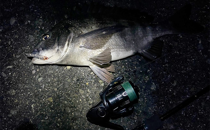 大阪湾メバリング釣行でチヌ（クロダイ）がフィーバー！　チニング入門に最適期か？