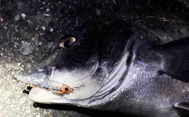 大阪湾メバリング釣行でチヌ（クロダイ）がフィーバー！　チニング入門に最適期か？