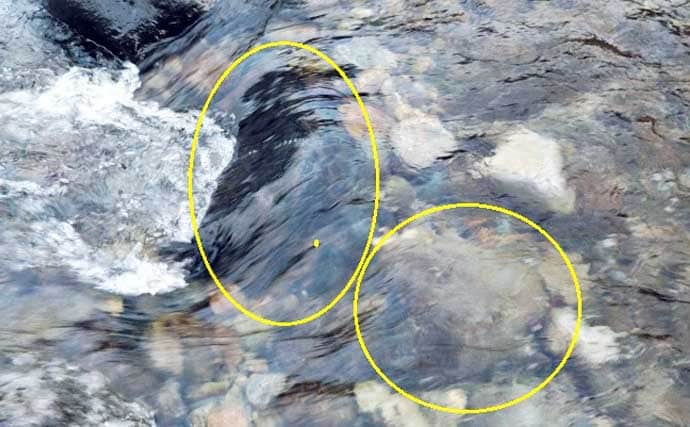 「エサの生態を知れば釣果アップ！」渓流釣りエサ【キンパク・ヒラタ・ピンチョロ】を解説